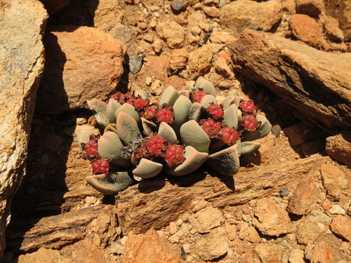 Cerochlamys pachyphylla, photograph 3