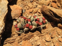 Cerochlamys pachyphylla