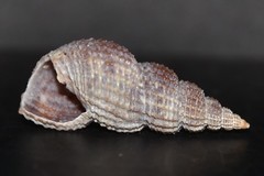 Raphitoma purpurea