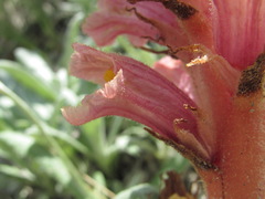 Orobanche kurdica