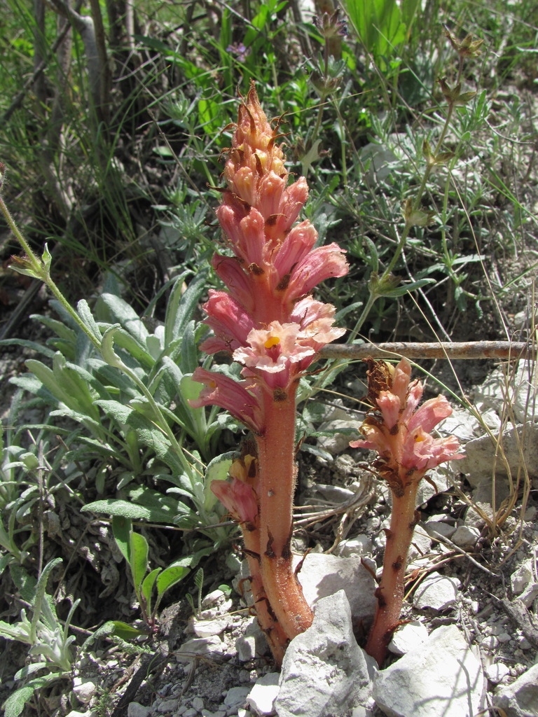 Orobanche kurdica
