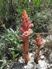 Orobanche kurdica