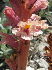 Orobanche kurdica