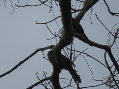 Campylorhynchus turdinus