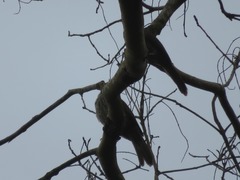 Campylorhynchus turdinus