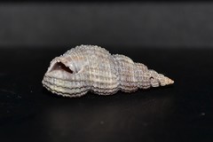 Raphitoma purpurea