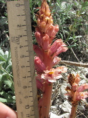 Orobanche kurdica