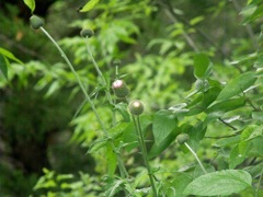 Cirsium texanum