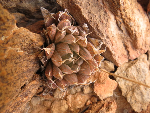 Haworthia mucronata Haw. 2