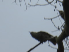 Campylorhynchus turdinus