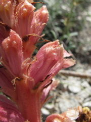 Orobanche kurdica
