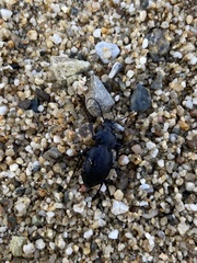 Carabus graecus trojanus