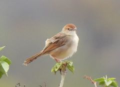 Cisticola chiniana