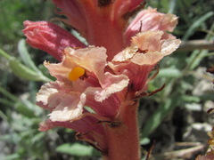 Orobanche kurdica
