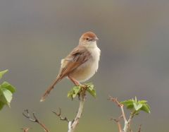Cisticola chiniana