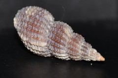 Raphitoma purpurea