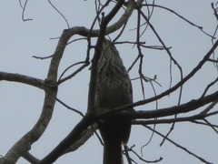 Campylorhynchus turdinus