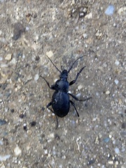Carabus graecus trojanus
