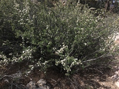 Peraphyllum ramosissimum