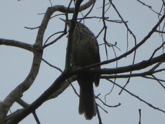 Campylorhynchus turdinus