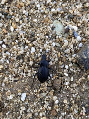 Carabus graecus trojanus