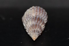 Raphitoma purpurea