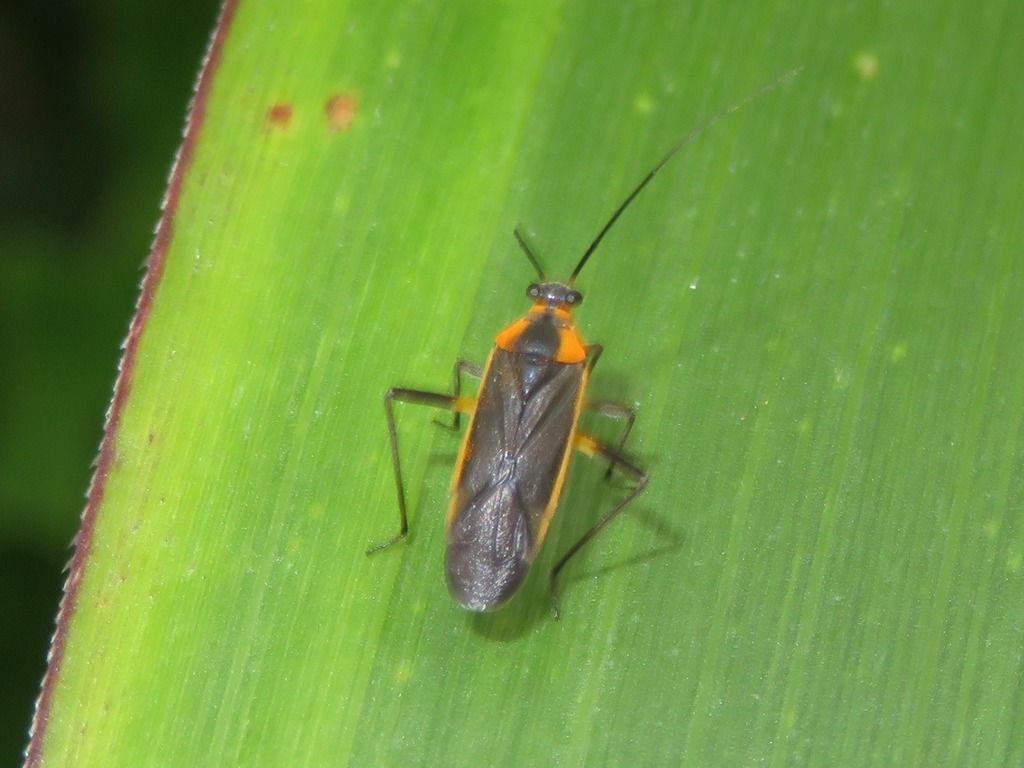 Prepops albomarginatus