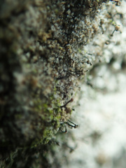 Chaenotheca trichialis