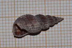 Raphitoma purpurea
