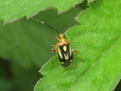 Horciasinus neotropicalis
