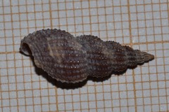 Raphitoma purpurea