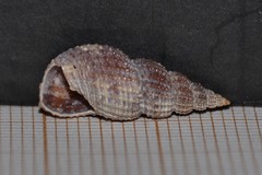 Raphitoma purpurea