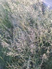 Eragrostis obtusa