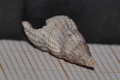 Raphitoma purpurea