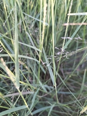 Eragrostis obtusa