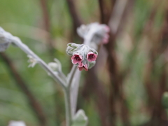 Cynoglossum columnae