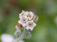 Cynoglossum columnae