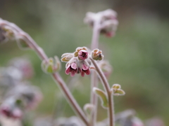 Cynoglossum columnae