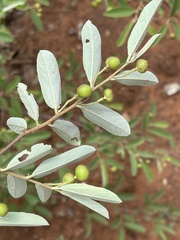 Grewia bicolor