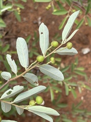 Grewia bicolor