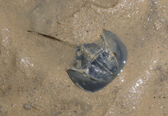 Tachypleus tridentatus