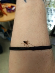 Amaurobius fenestralis