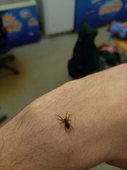 Amaurobius fenestralis