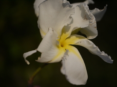 Chonemorpha fragrans