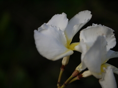 Chonemorpha fragrans