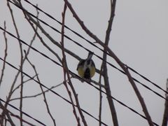 Parus major
