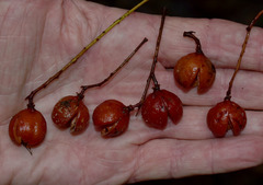 Lepiderema sericolignis