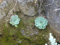 Aeonium aureum image