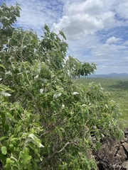 Croton gratissimus gratissimus