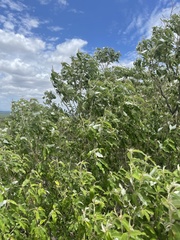 Croton gratissimus gratissimus